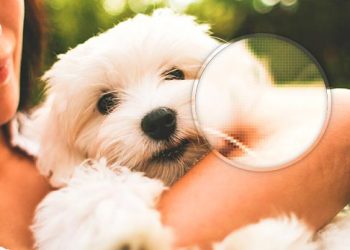 Lam The Nao De Chinh Kich Thuoc Hinh Anh Va Phong To Ma Khong Bi Vo 1544