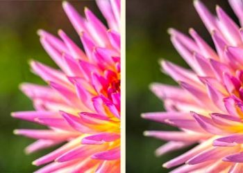 Hướng dẫn khắc phục tình trạng mất màu và mất chi tiết ảnh trên WordPress